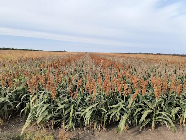 UGUIDE 2025 Food Plot System - Pheasant Hunting